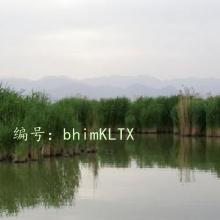 ָ