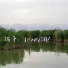 ÿ