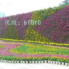 ָ